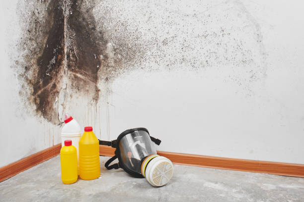 Best Basement Mold Remediation in Holly Hills, CO